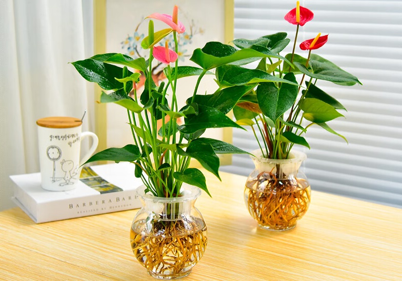 江语晨年龄 江语晨家境 江语晨年龄 江语晨家境