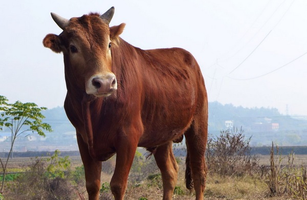 ���������˹���ʲô��˼ ������ô����Ů�˹ٻ�����˳