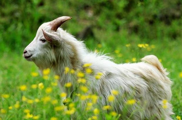 星座性格分析星座男犹豫不决与柔弱特征探究与 星座性格分析星座男犹豫不决与柔弱特征探究与