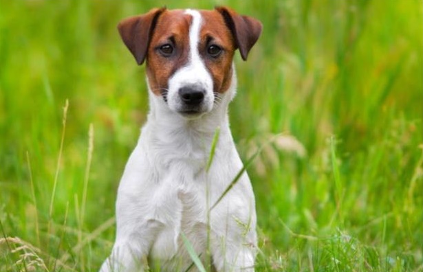 VIP����������������ʲô������������ 