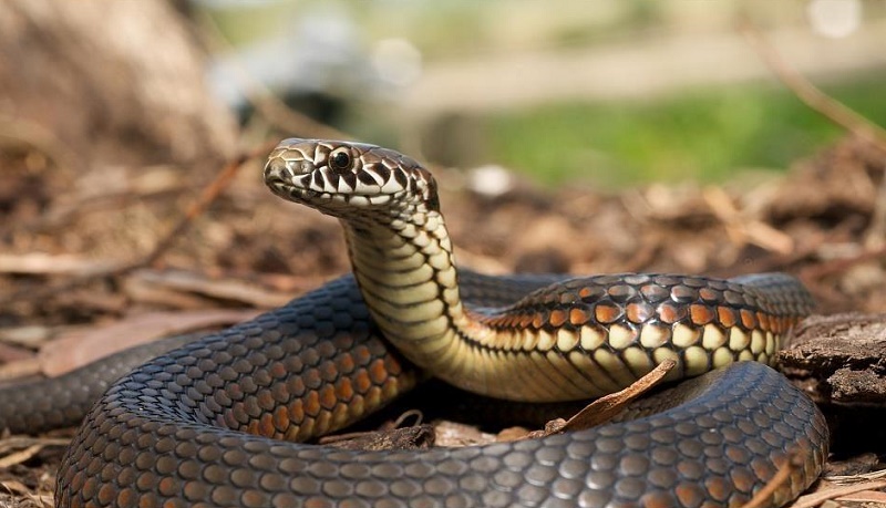 ʮ�������ĸ��������ÿ�ǰ���� ʮ�������ĸ���������