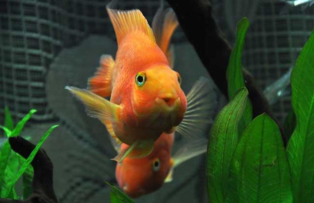 ʲô���ķ��ӷ�ˮ�˲�����