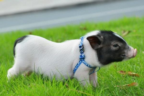 ��ɽ�����Դ��Լ�س�����