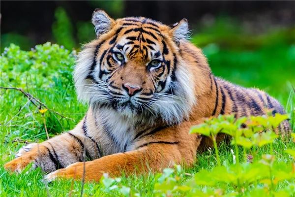 �ж������ֻ�����⼪�׻�Ӱ�������������