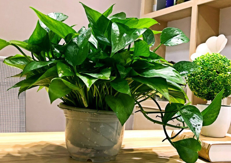 壬戌年天秤男与哪个星座携手更和谐 命理角度下的理想伴侣 壬戌年天秤男与哪个星座携手更和谐 命理角度下的理想伴侣