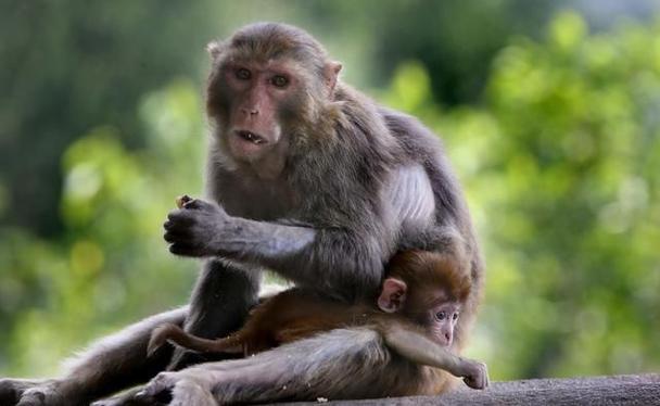 2025��Ф����������ڿ��鼦���˵�ð�վ���(2025��Ф����������ܼ������ĵ�ð�վ���)