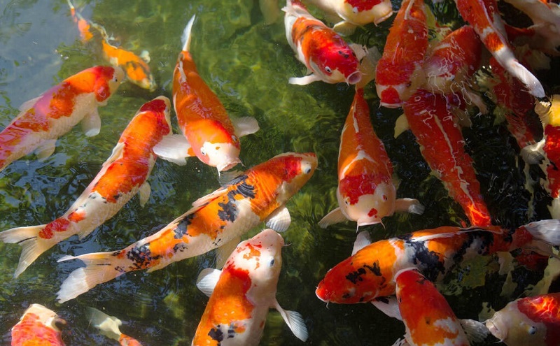 ÷���������Ժ����� ÷���������������ô��