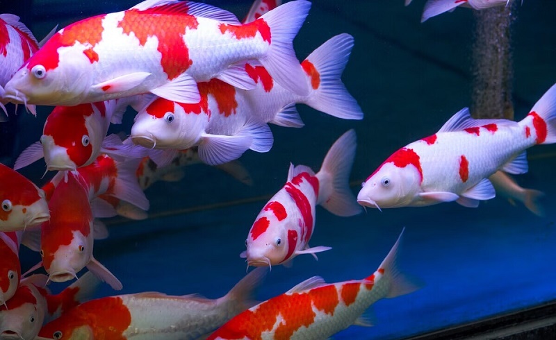 ײ����Ӱ�����Ƕ����ε��жϺ͸�֪(ײ���ֵ����γ̶����������)