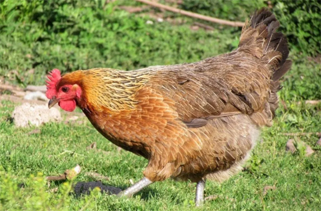 1995属相五行婚配中牛年出生的人婚姻运势需要注意五行相生相克的影响 1995属相五行婚配中牛年出生的人婚姻运势需要注意五行相生相克的影响