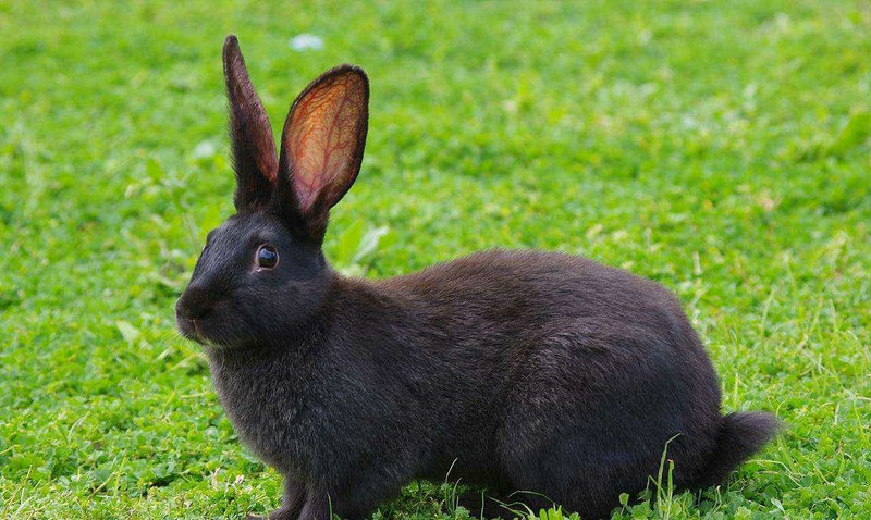 男属蛇什么时辰出生好 好男属蛇命最强是什么意思 男属蛇什么时辰出生好 好男属蛇命最强是什么意思