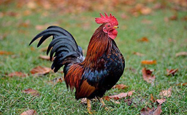 ʯ���к�����2������ѡ�����ɫ����������(ʯ���к�����2�����ѵ�����������״��������)