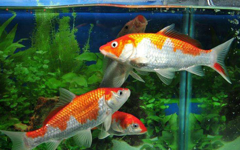 Ů�˰���̫���ò�����