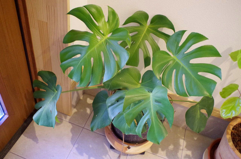 ��Ф������Ա�����Щ��Ͽ��ܴ���Ǳ�ڵ�ì�ܺͲ���г����