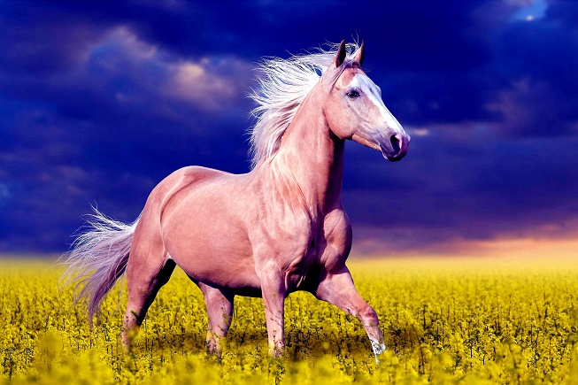 �ϻ���ũ������������