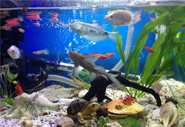 ����������Բ���ͼ��������������Ǳ�ڵİ���ƥ���