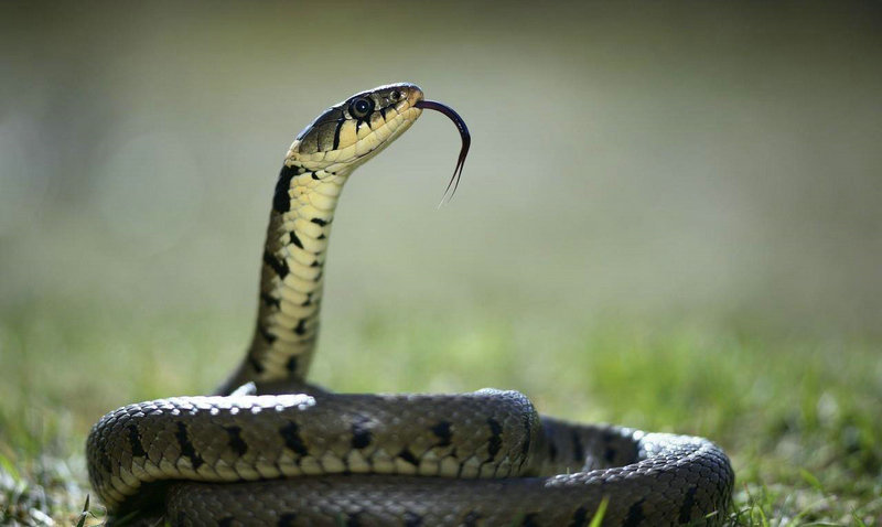 2025ʮ����Фȫ������Ӱ�����õ��ֹ��շ�չ(2025ʮ����Фȫ�������������ֹ�����Ȥ�ϻ���������)