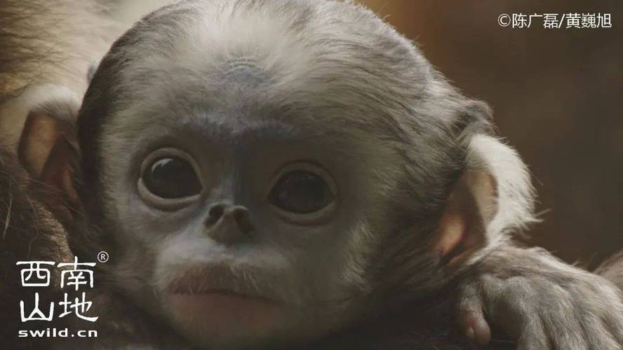 潘玮柏老婆为什么是鸡 潘玮柏老婆为什么是鸡