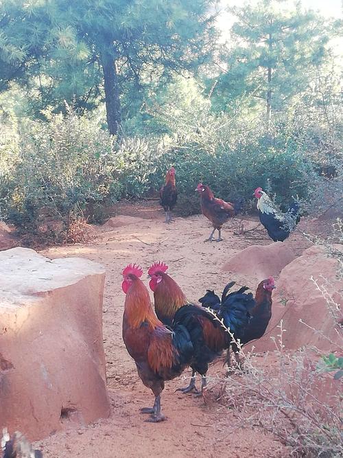 动物乌托邦_动物乌托邦在线观看高清 动物乌托邦_动物乌托邦在线观看高清