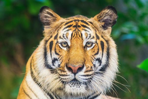 ��δ���ֲظɺ��԰�������ȫ�� 