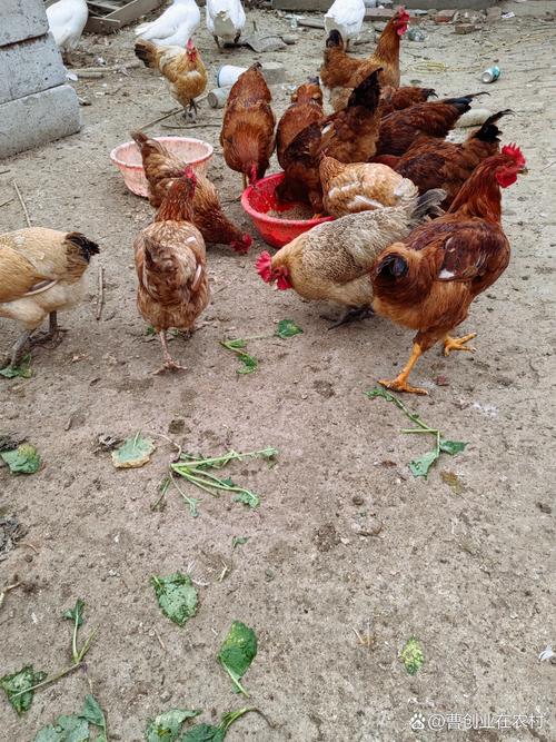 �ε����������ʲô����(�ε��˳Է������ɶԤ����)