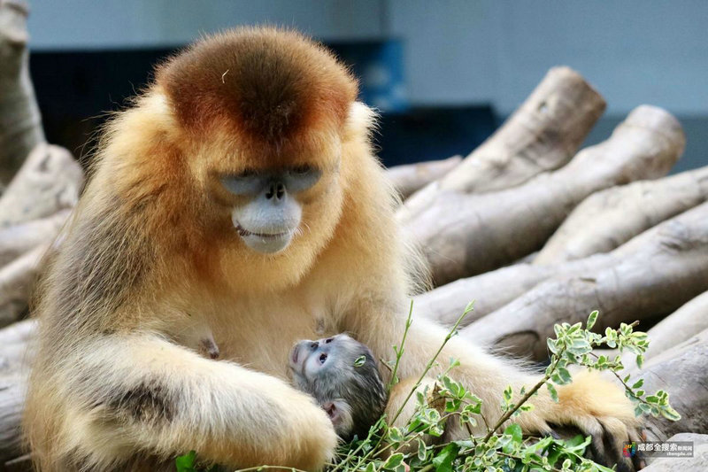 ��ѧ����ĸ ��ѧ��ɱ����ĸ��