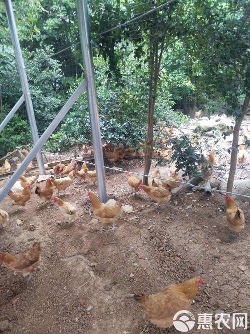 建筑风水罗盘应用指南 实用技巧与风水解读新视角 建筑风水罗盘应用指南 实用技巧与风水解读新视角