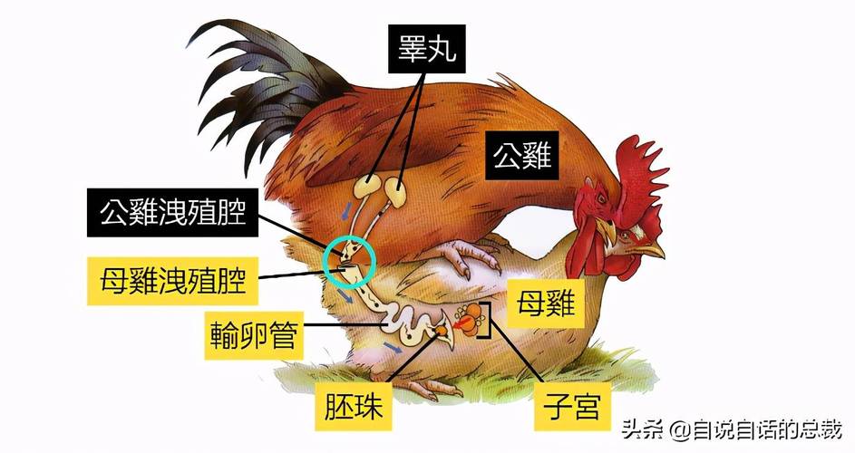 �ֻ�����Խ̳�ͼ������ܰ�����������������