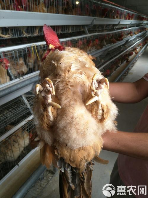 �����ͬ��ͬ���ж�����������ͥì�ܽ��(�����ͬ��ͬ���ж�����������ͥì��)