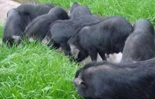 办公室布局方位与效率 营造最佳工作环境的风水指南 办公室布局方位与效率 营造最佳工作环境的风水指南