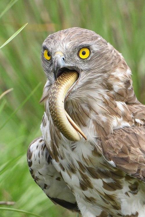 �������к�����