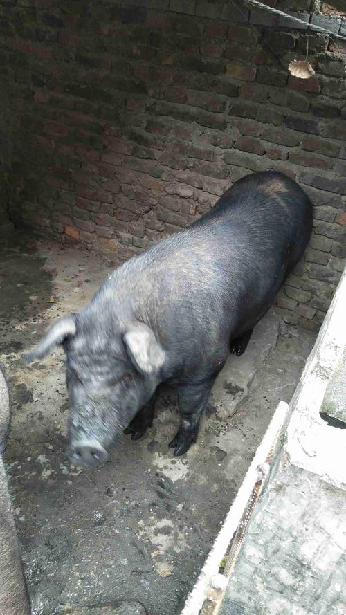 ��ŵĽ��� ��ŵĽ�������