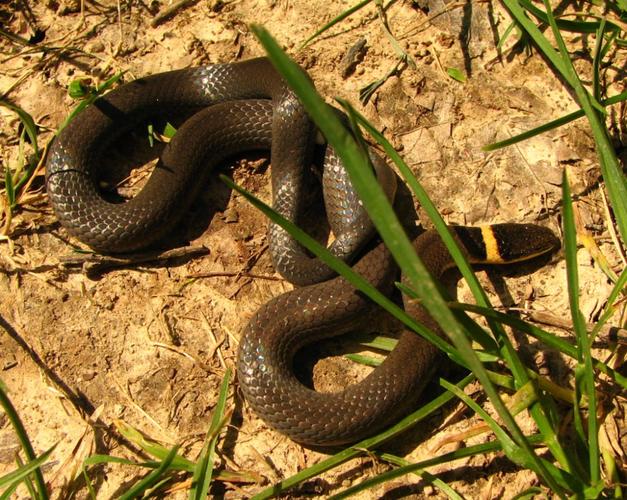 ü�䴨���Ƶ�Ů��������ô��(Ů��üë�м��д����ƺò���)