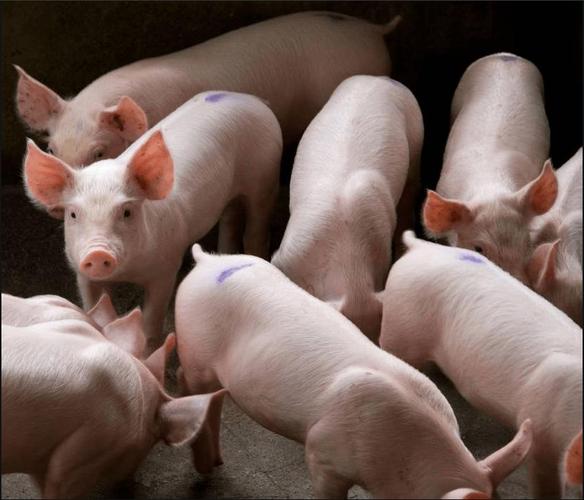 郑恺的女朋友是谁郑恺的女朋友是谁 郑恺的女朋友是谁郑恺的女朋友是谁