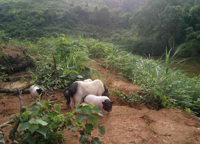 ��С�ƴ�s�����ԭ��