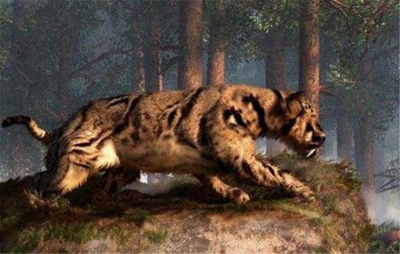 ��˾���������÷�������Ӱ��ҵ��չ��Ʒ������(��˾���������÷������Ӱ��ѹ������Ч��)