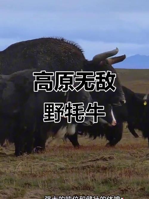 ��������ز�ȥ��ҹ��