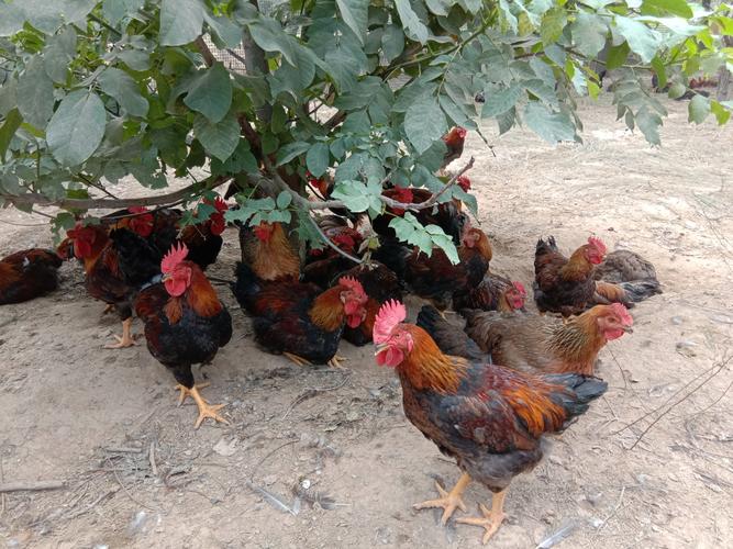 ������Ϲ��Ļ���״��