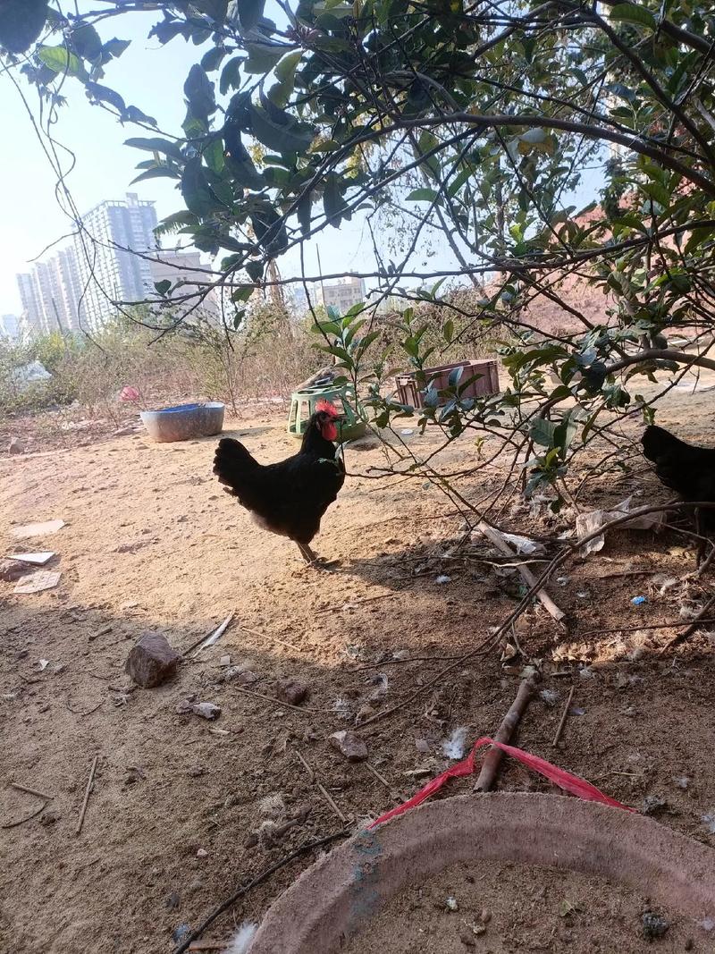 �����к����ְ�����ȫ ����������к���ʲô����