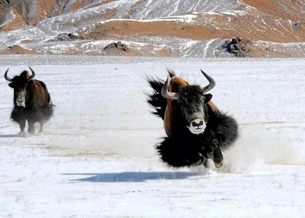 称骨算命生辰八字称骨算命表(生辰八字算命和称骨算命) 称骨算命生辰八字称骨算命表(生辰八字算命和称骨算命)