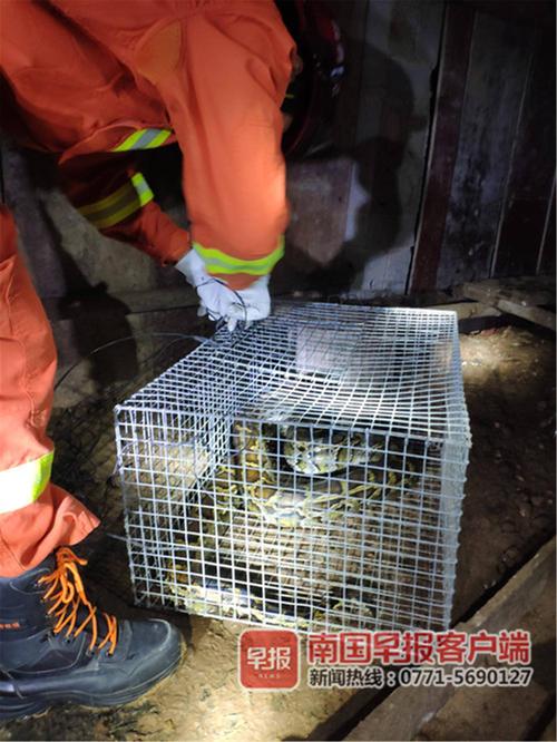 ��Ư��ȴ��������Ů��