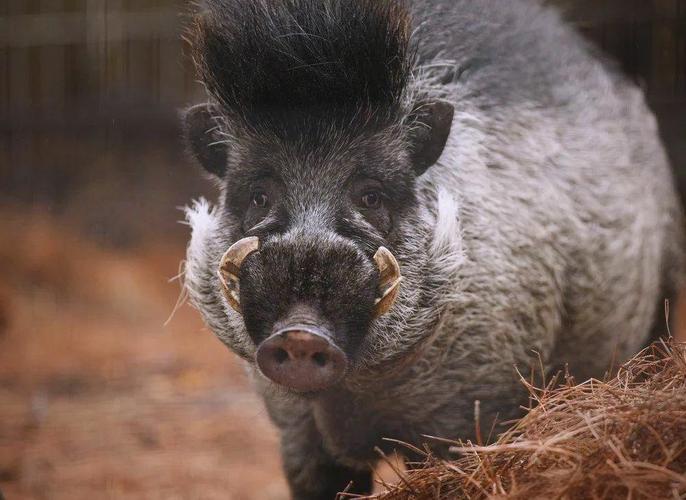 ׸��ײ����尮�� ����ӫ������