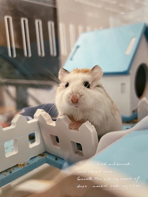 ���������911���е����ܷ������гɳ����������(���������911���ܷ���İ���������гɳ����жϼ���)