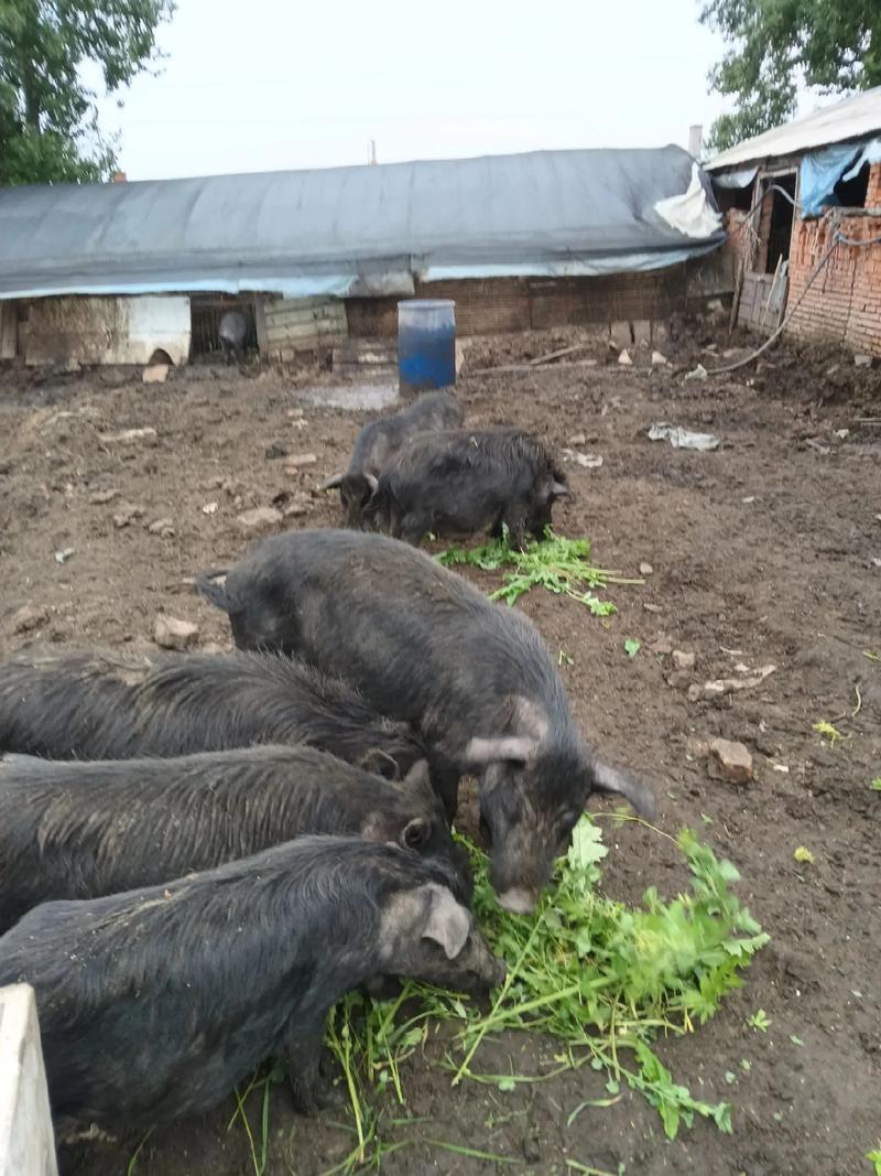 ũ������ʮ�������������� ���������ص����Ը���ز�������һ��