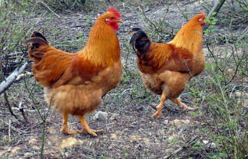 ��ָ�ϳ���˵��ʲô