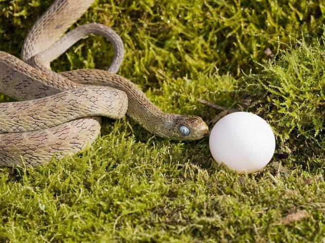 王思聪个人资料及简历 王思聪个人资料及简历