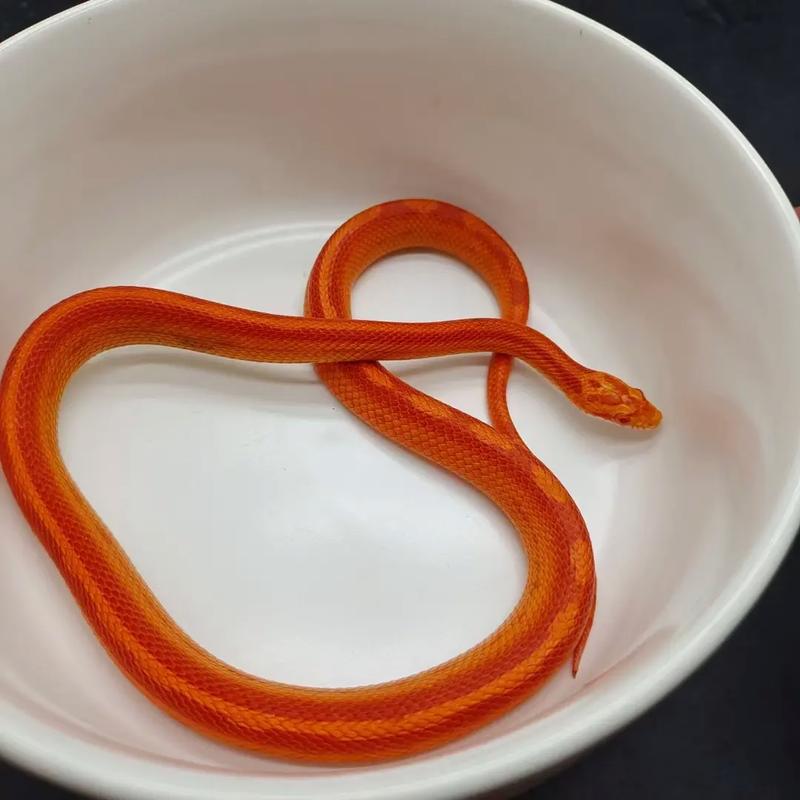 ���������г����� ��İ� ����� ���ѽ ��