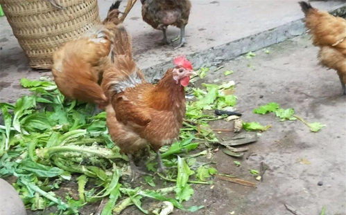 道士下山2演员表名单 道士下山2演员表名单