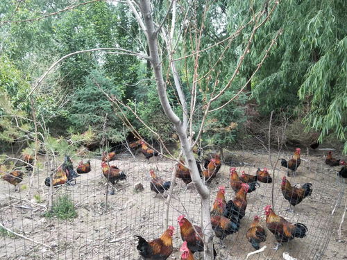 ��δ����������ز�ͼ��������Ӱ������Ҹ����˼ʹ�ϵ�ĺ�г�̶����˸е�������