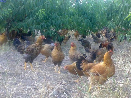 ��Ա��С�� ��Ա��С��ͼƬ