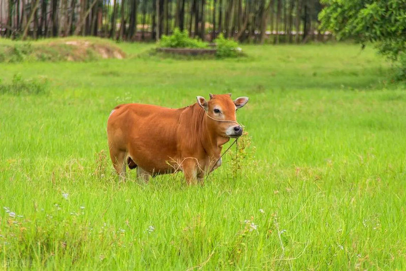 三组常见而且不一样的婚姻配对 三组常见而且不一样的婚姻配对